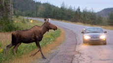 2 Dead After Car Collides With Moose North Of Quebec City
