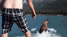 Two British Columbia Men Charged After Moose-Riding Video Goes Viral