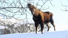 B.C. Program Looks To Citizen Science For Help In Diagnosing Moose Tick Problem