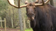B.C. Man Who Left Moose To Suffer Before Death Is Convicted, Fined In Court