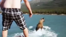 Man Who Rode Moose In B.C. Lake Not At Prosecution Risk In Other Provinces
