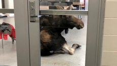 Moose crashes into Saskatoon classroom