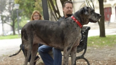 Morgan, Great Dane who held record as tallest female dog, dies in Ontario