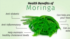 Moringa: Poor Man's Produce, Rich Man's Food