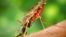 Bird droppings can be mosquito busters!