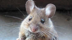 Scientists turn mouse transparent
