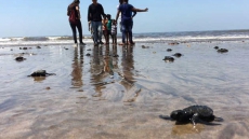 Lakhs Of Baby Olive Ridley Turtles Buried Alive After Heavy Rain Hits Odisha's Gahirmatha Beach