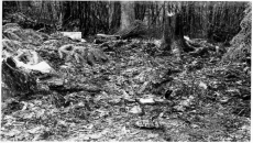 Vancouver cops hope DNA might solve boys' murder