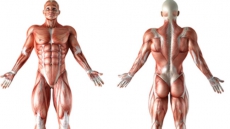 Treatment of muscular dystrophy possible