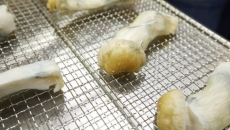 Vancouver magic mushroom stores raided by police are reopening