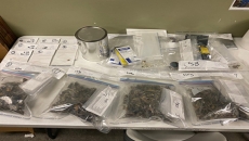 Speedy trip leads to seizure of “magic mushrooms