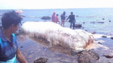 Huge, Hairy Animal Washes Up Ashore In Philippines, Leaves Locals Baffled