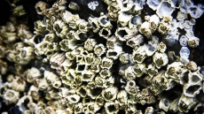 How does nature's strongest glue stick?