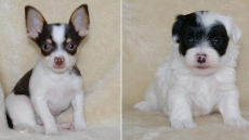 Stolen New Brunswick Puppies Are Unweaned 'And Could Die If Not Located'