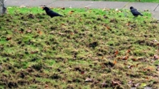 Vancouver Parks Board Launches New Weapon In Fight Against Hungry Beetle