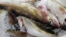 Cod Stocks Off Newfoundland Improving But Recovery Still Years Away: Researchers