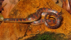 New species of non-venomous snake discovered in Brazil