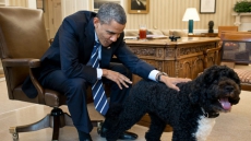Barack Obama's Dog Bites White House Guest In The Face: Report