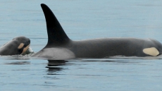 Cause Of Death Unknown After Orca Calf Found Dead On Vancouver Island Coast