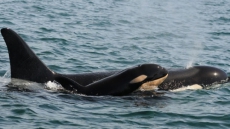 Mom And Baby Whale Number 5 Doing Well Off B.C. Coast As Population Rebounding