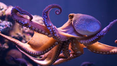 Why octopus never gets entangled