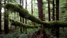 B.C. urged to protect at-risk old growth forests