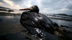 Alberta regulator checks reports of waterfowl on tailings ponds in oilsands