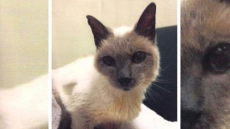 30-Year-Old Siamese Cat Is Named World's Oldest Living Cat