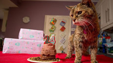 Can you believe it, world's oldest cat is now 24-years old!