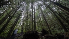 Conservation group buys out hunting rights in B.C. rainforest to protect wildlife