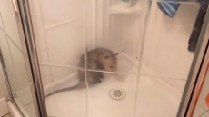 Police Capture Opossum That Wasn't Happy To Leave Shower In Delta, B.C. Home