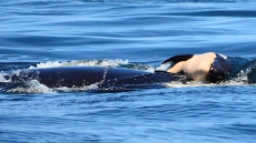 Orca's 'Tour Of Grief' Over After Carrying Dead Calf Around For Nearly 3 Weeks