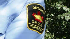 To Kill Or Not To Kill? OSPCA Seeks To Destroy 21 Alleged Fighting Dogs