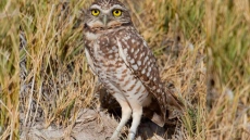 Lines Drawn On Planned B.C. Park Reserve Where Many Species At Risk Live