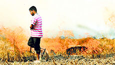 How Punjab's Paddy Straw Burning is Impacting Climate and Health