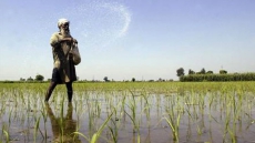 Paddy Sowing Begins In Punjab, Haryana