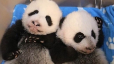 Panda Cubs Doing 'Very Well': Toronto Zoo