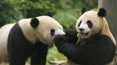 Breeding attempt with Toronto Zoo giant panda didn't produce pregnancy