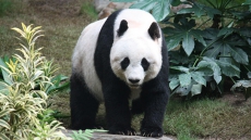 Calgary Zoo Attempt To Breed Giant Pandas From China By Artificial Insemination