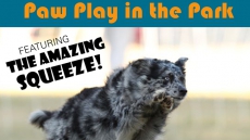 City of Surrey launches Paw Play in the Park Program