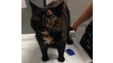 Surrey Animal Resource Centre reunites globetrotting cat missing since 2014 with owners