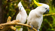 Cockatoos Chewing Up Australia's Broadband Network