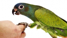 Why 13 Parrots Were Produced Before A Delhi Court?