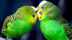 Parrots show how to be committed in relationship
