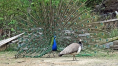 'Unavoidable Accident:' Calgary Zoo Peacock Dies After Flying Into Zoo Golf Cart