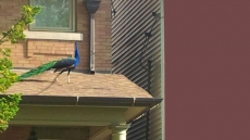 Roving Toronto Peacock Makes Its Way Back To City Zoo After Flying The Coop