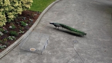 B.C. peacock removed from apartment entrance