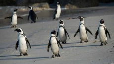 Penguin's language decoded