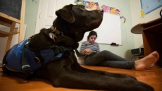 Pepe the autism-support dog dramatically improves life for girl and family