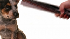 B.C. Man Who Beat Dog At Drive-thru Window Avoids Jail But No Pets For Two Years